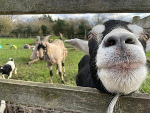 딘 시티 팜 (Deen City Farm)